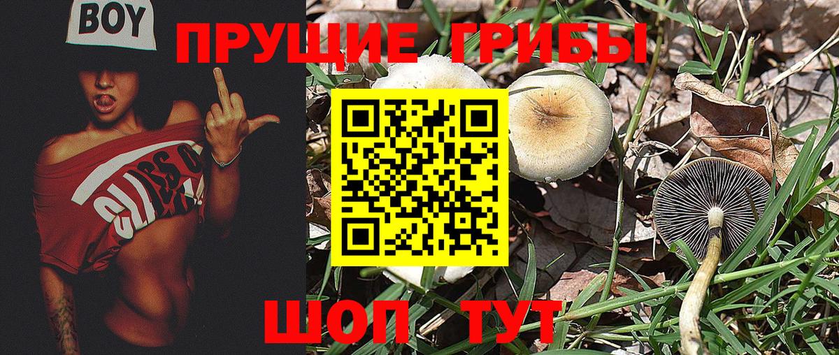 Галлюциногенные грибы Cubensis  Вход с VPN  Абакан 