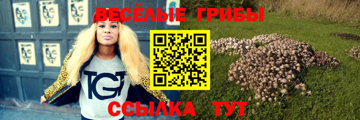 Псилоцибиновые грибы Psilocybe Абакан